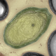 Image for article titled Newly discovered “Pandoravirus" could redefine life as we know it